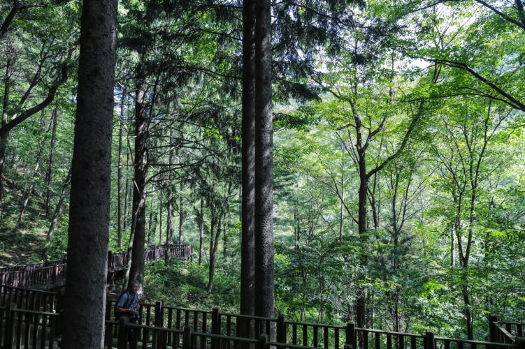 [보전] 92.무주 덕유산 독일가문비숲