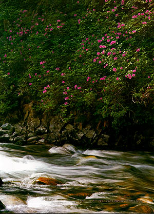 명개리의 봄 계곡(Valley around Myeonggae-ri in the spring)