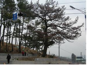 At a Loss How to Prevent Sacred Pine Trees 이미지1