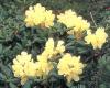 Rhododendron brachycarpum with high values of peculiar genes 이미지1