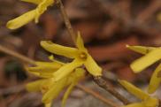 The discovery of Forsythia Habitat