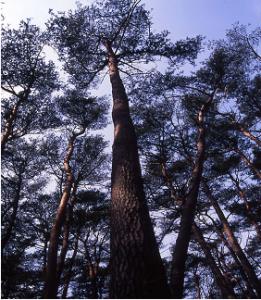 Well-Preserved Pine Tree Community
