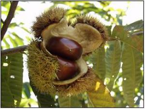 Mipung:Brand of New Chestnut Breed