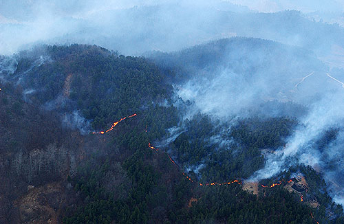 Series of Forest Fires Threatening Korea 이미지1
