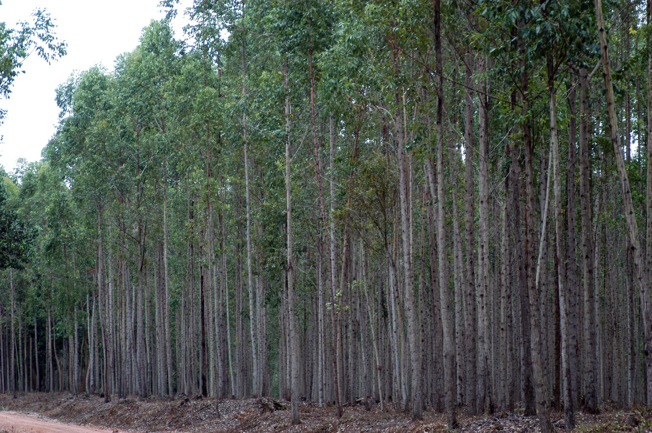 Development of overseas forest resources as the new investment outlet