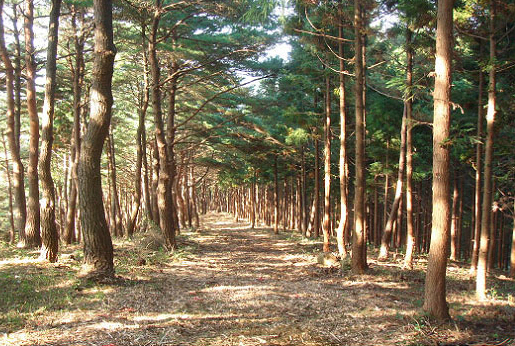 Korea Forest Service, to repair and refurbish 790km of mountain trails this year...