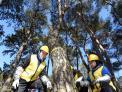 New Year’s Wish: Complete Pine Wilt Control