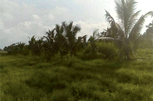 Maturing coconut trees planted in rows (Ghana)