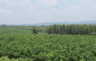 Biomass plantation site in Indonesia