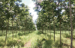Rubber tree planation in Cambodia
