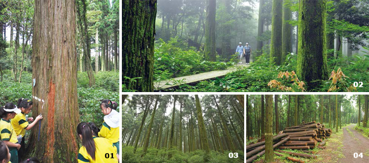 Hannam Experimental Forest image(Num. 01, 02, 03, 04)