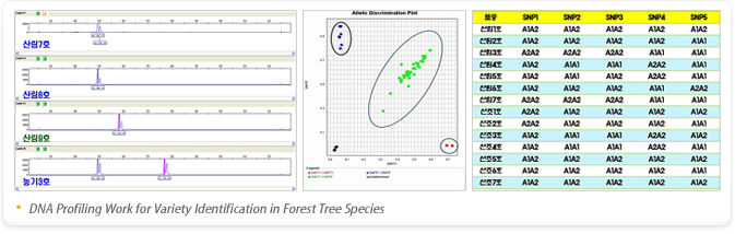 DNA Profiling Wordk for Variety Identification in Forest Tree Species
