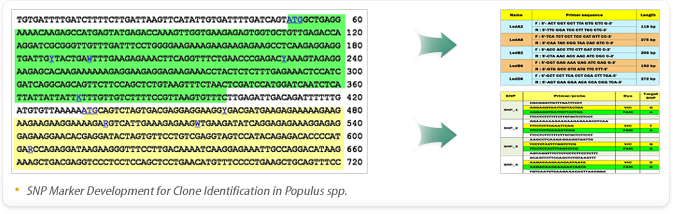 SNP Marker Development for Clone Identification in Populus spp.