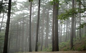 우리나라 대표적인 금강소나무 군락지, 대관령 소나무 숲