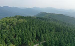 고창 문수산 편백숲