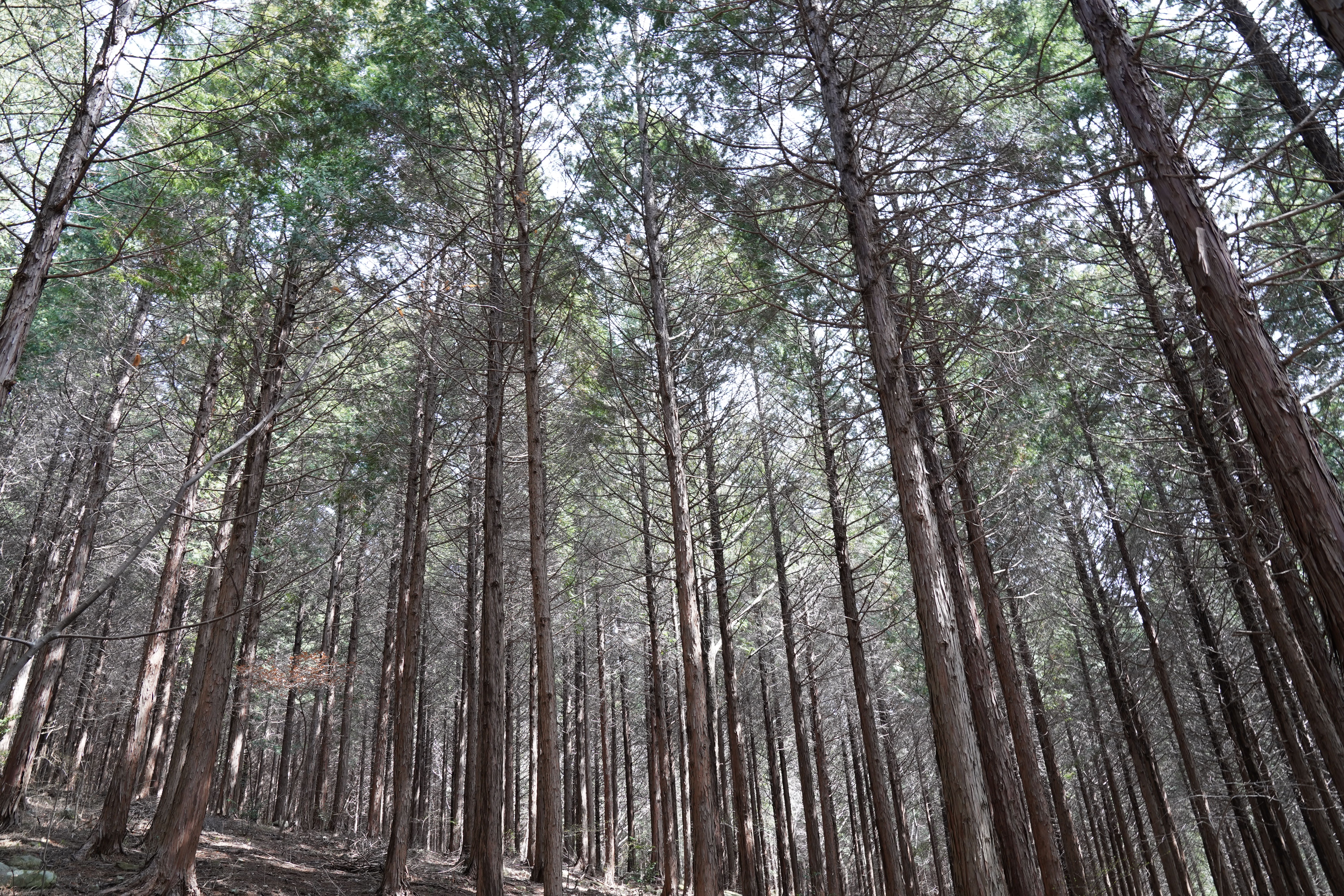 자연경관이 수려한 대장동 편백숲 이미지1