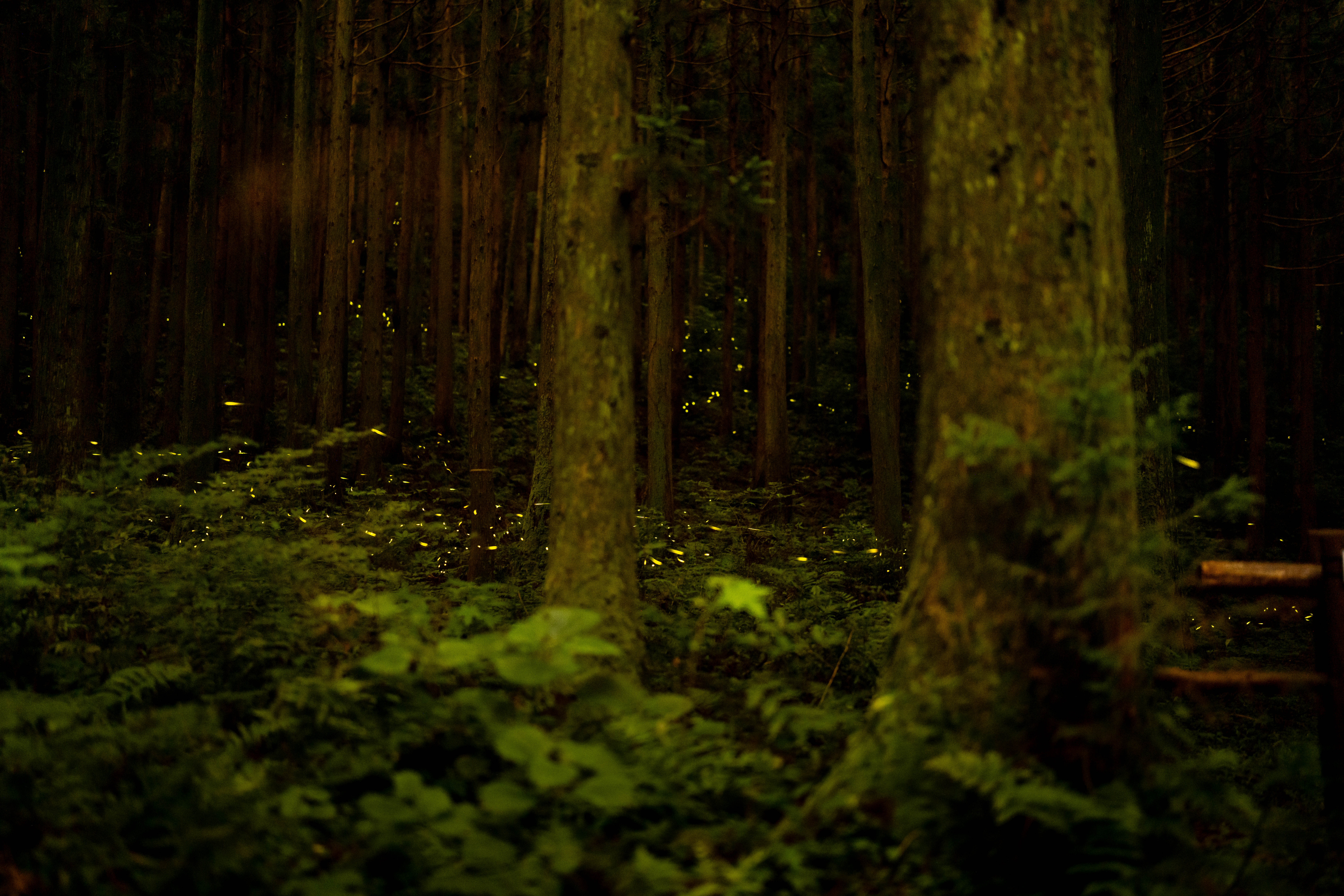 사려니숲에서 희망의 빛을 나누다 이미지1