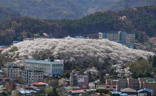 A Place for Relax in Daily Life: Introducing the ‘50 Beautiful Urban Forests’ in...