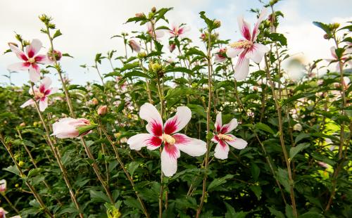 Unveiling Charm of Mugunghwa: A Special Exhibition at Sejong National Arboretum